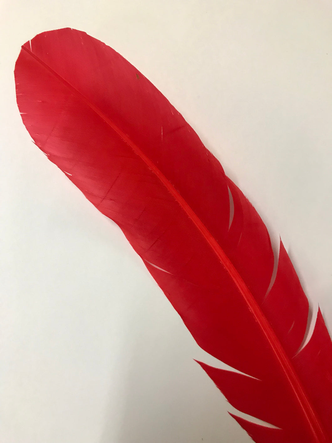 Turkey Wing Feather Red