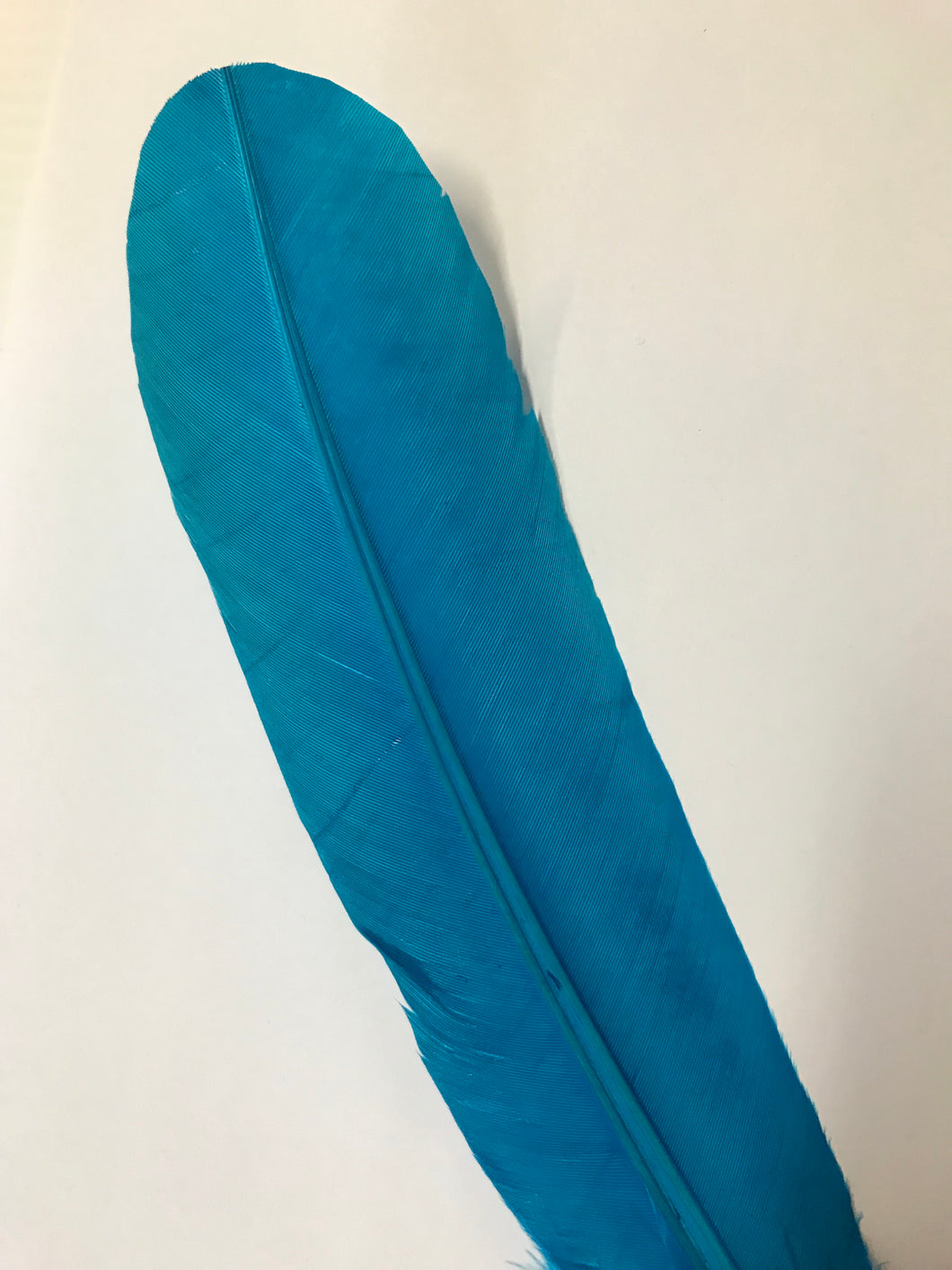 Turkey Wing Feather Turquoise