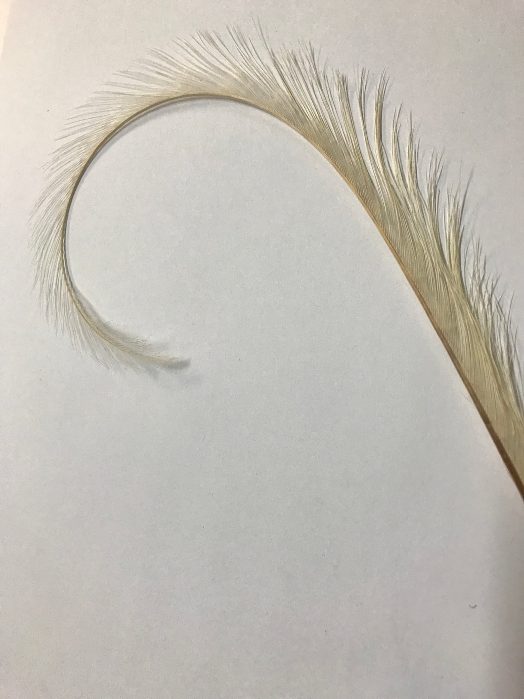 Curly Burnt Pheasant Feather Bone