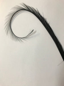 Curly Burnt Pheasant Feather Black