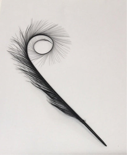 Curly Burnt Pheasant Feather Small Black